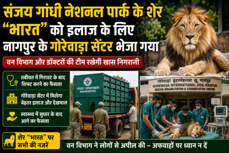संजय गांधी नेशनल पार्क शेर भारत को इलाज के लिए नागपुर के गोरेवाड़ा सेंटर भेजा गया